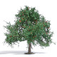 Appelboom 75 mm, Zomer (H0)